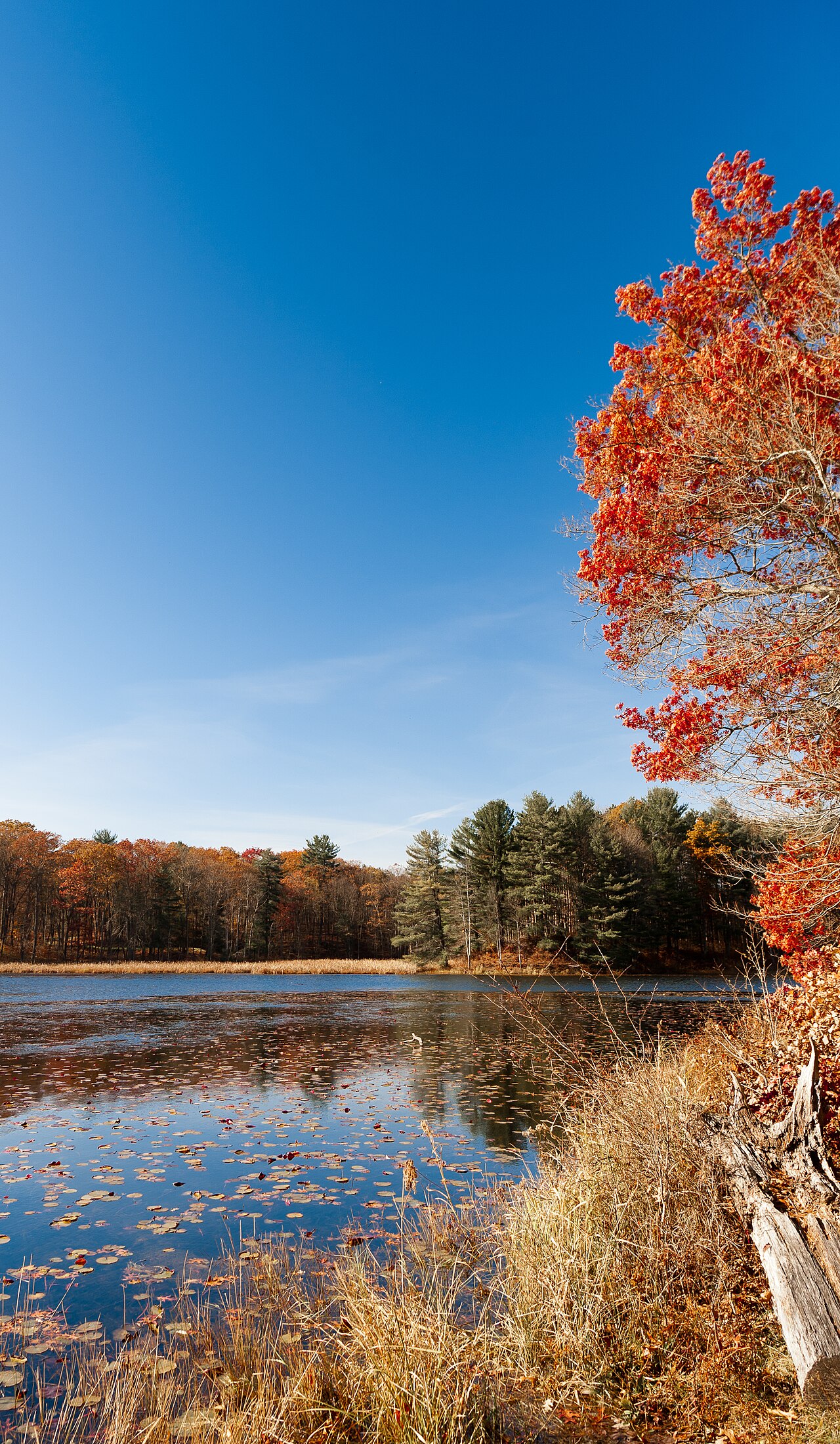 Autumn foliage reflected in a lake at Chenango Valley State Park.