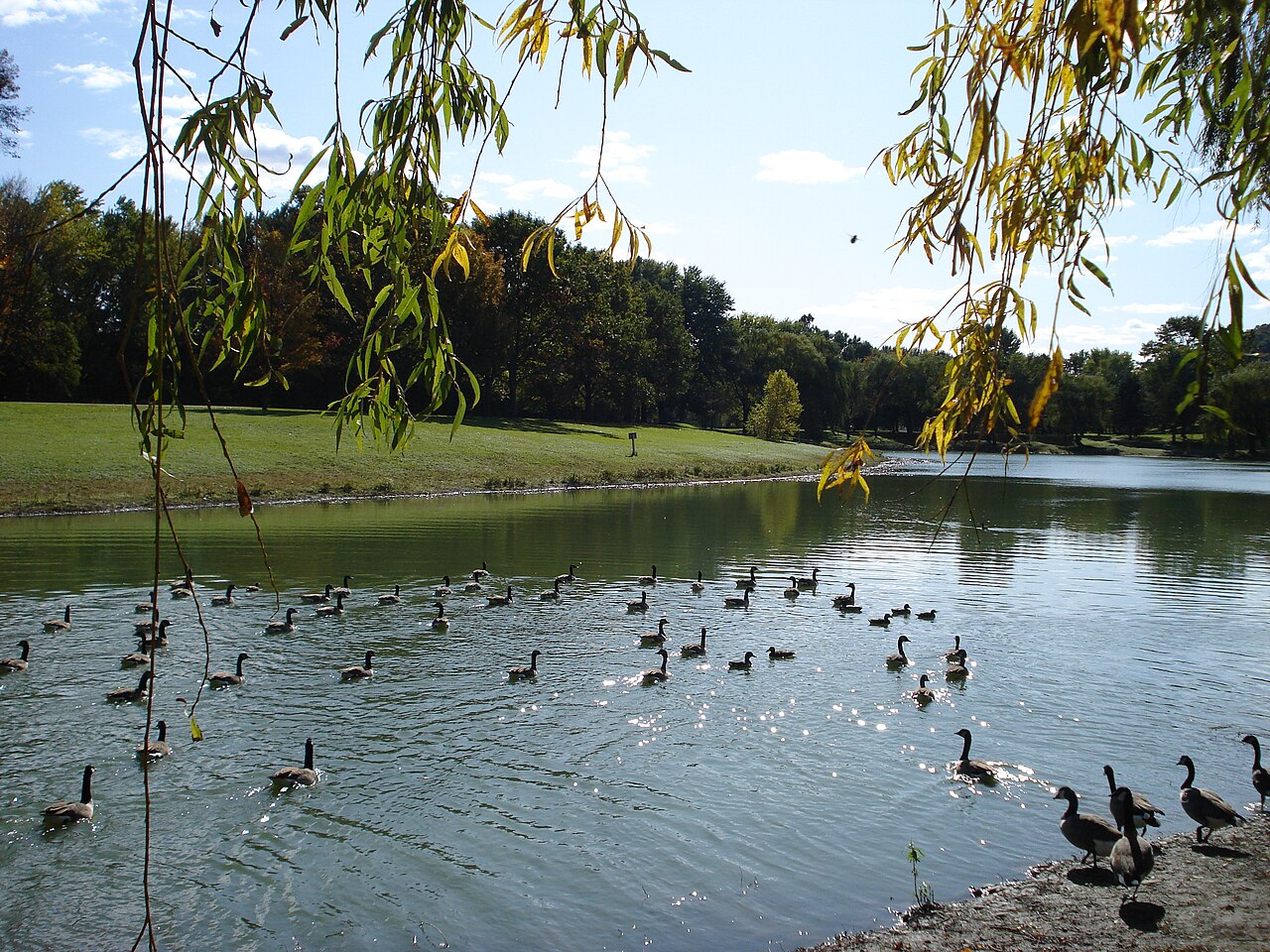 Canada geese on the pond at Otsiningo Park, north of downtown Binghamton.