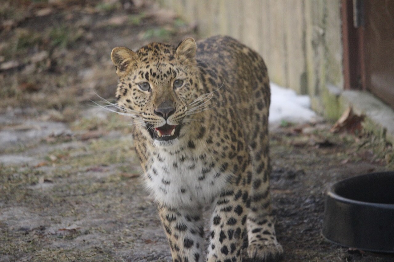 An Amur leopard resting at the Binghamton Zoo at Ross Park.
